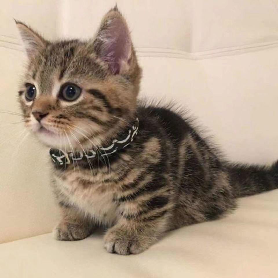 活物中华田园猫猫咪幼崽小奶猫橘猫橘白狸猫黑猫猫咪真猫宠物猫咪
